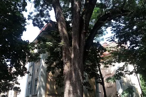 Басівський дендропарк — фото 12