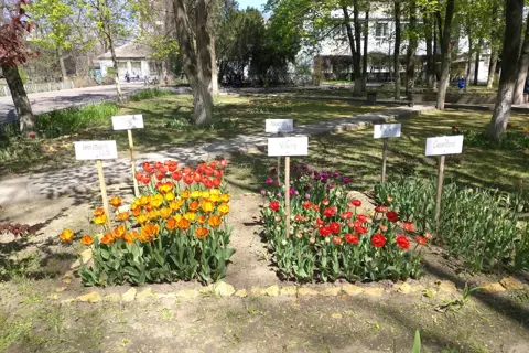 Дендропарк Херсонського державного аграрного університету — фото 4