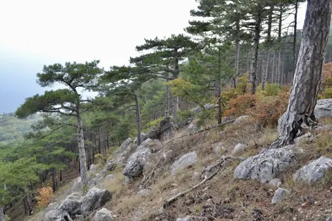 Ялтинський гірсько-лісовий природний заповідник — фото 3