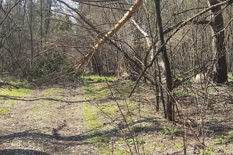 Дніпровські ліси — фото 1