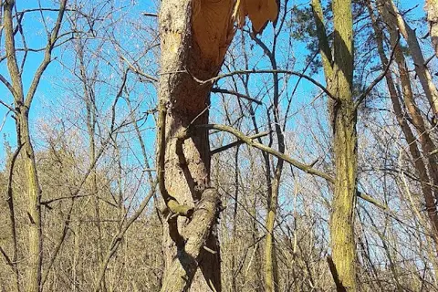 Дніпровські ліси — фото 2