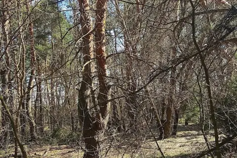 Дніпровські ліси — фото 3