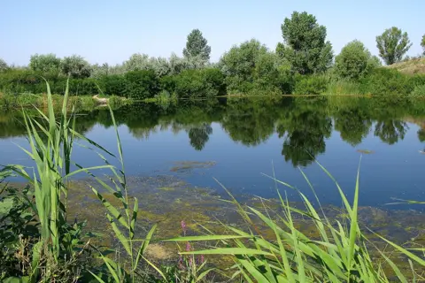 Дніпровські ліси — фото 4