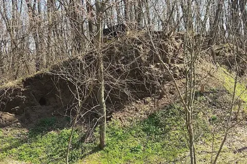 Дніпровські ліси — фото 9