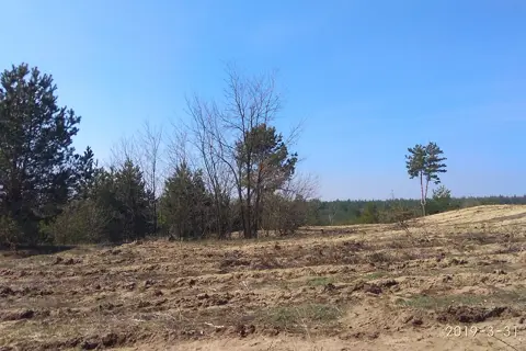 Дніпровські ліси — фото 11