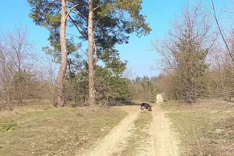 Дніпровські ліси — фото 14
