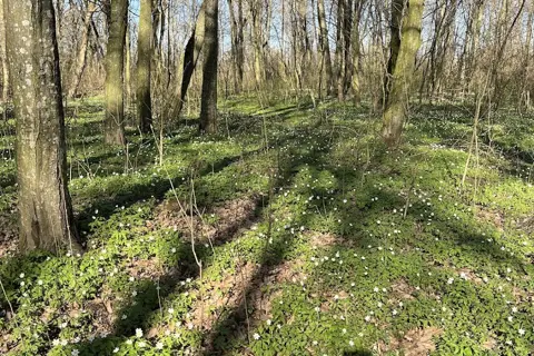 Зірненський парк — фото 1