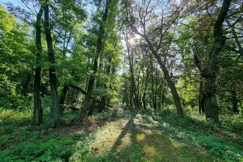 Зірненський парк — фото 4
