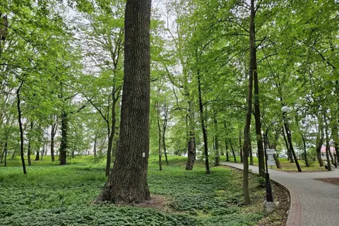 Гощанський парк — фото 5