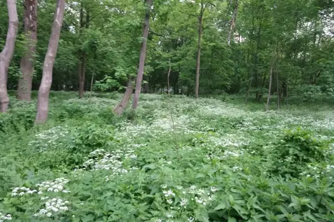 Парк імені Тараса Шевченка — фото 13