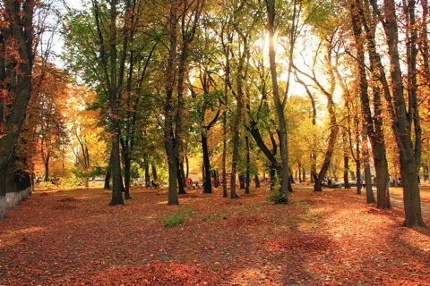 Фастівський парк — фото 3