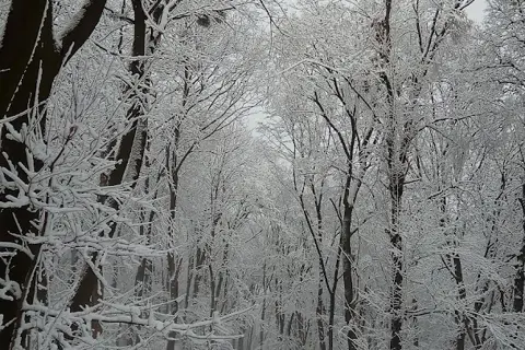 Парк імені Юрія Федьковича — фото 10