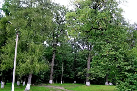 Кияницький парк — фото 13