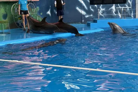 Одеський дельфінарій «Немо» — фото 3