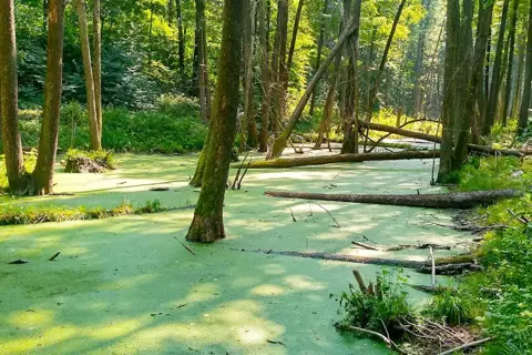 Жорнівський парк — фото 12