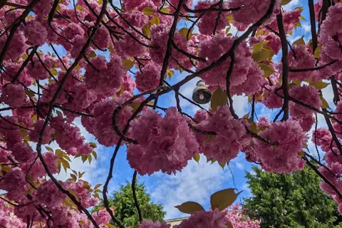 Сквер міськлікарні (дендросад Лаудона) — фото 4