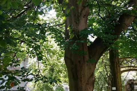 Сквер міськлікарні (дендросад Лаудона) — фото 9