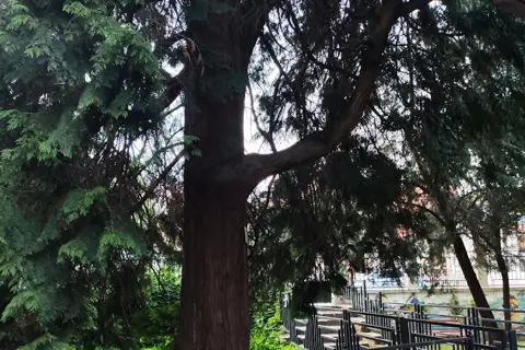 Сквер міськлікарні (дендросад Лаудона) — фото 12