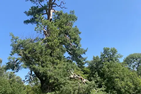 Новоселицький парк — фото 4