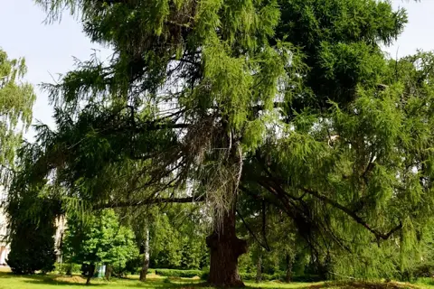 Новоселицький парк — фото 12