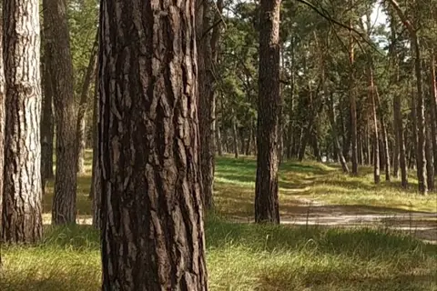 Басівський парк — фото 8