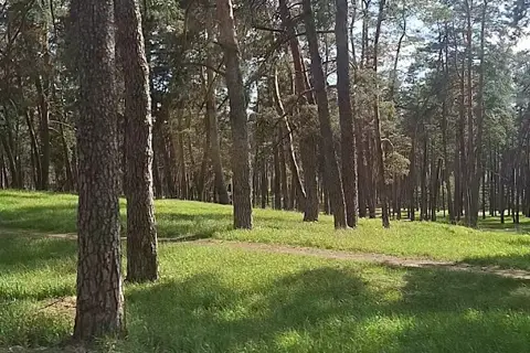 Басівський парк — фото 14