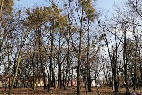 Дендропарк «Радивилівський» — фото 1