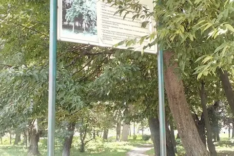 Дендропарк «Радивилівський» — фото 4