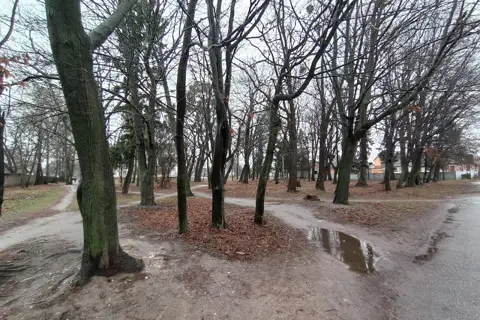 Дендропарк «Радивилівський» — фото 7