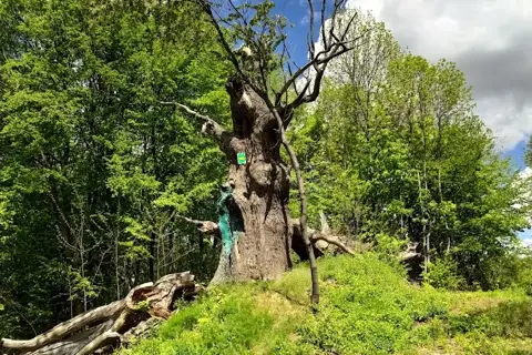 Будищанський парк — фото 13