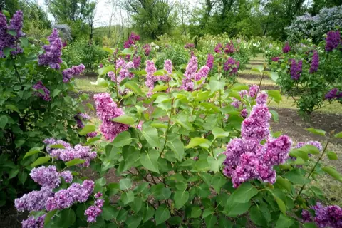 Криворізький ботанічний сад — фото 6