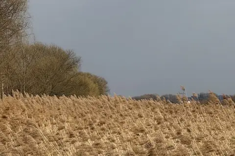 Млинівський парк — фото 11