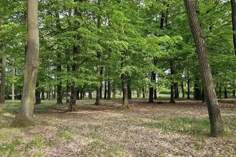 Клеванський парк — фото 1