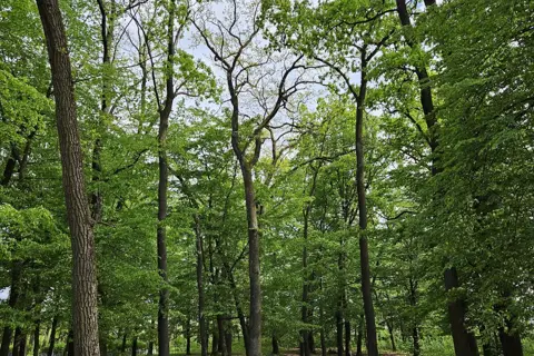 Клеванський парк — фото 11