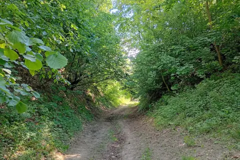 Тучинський парк — фото 5