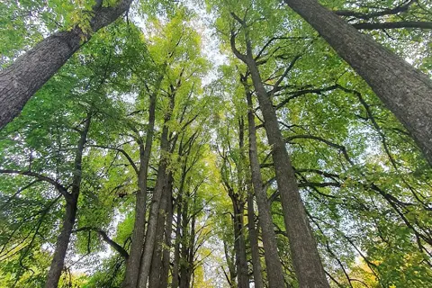 Самчиківський парк — фото 10