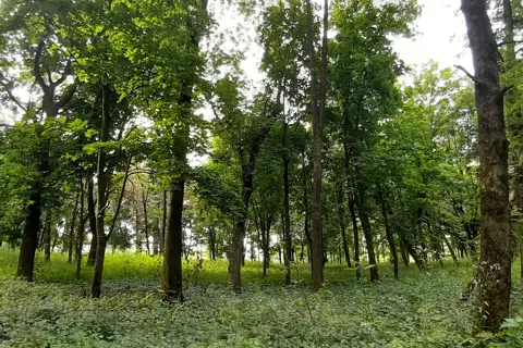 Голосківський парк — фото 2
