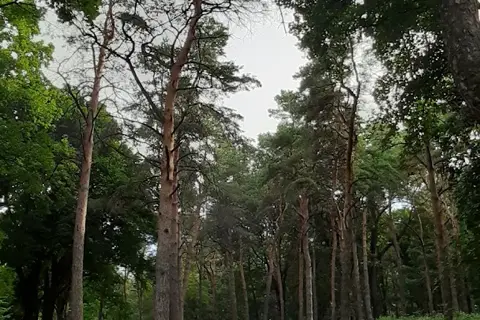 Голосківський парк — фото 8