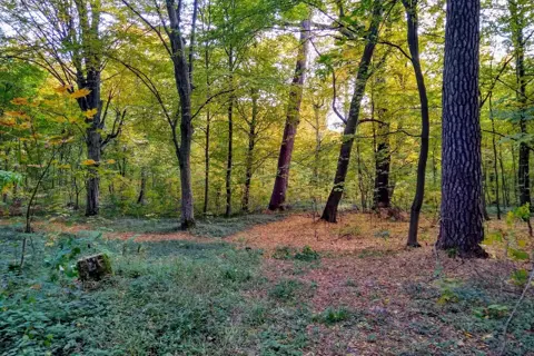 Кривинський парк — фото 1
