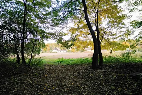 Кривинський парк — фото 2
