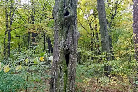 Кривинський парк — фото 6