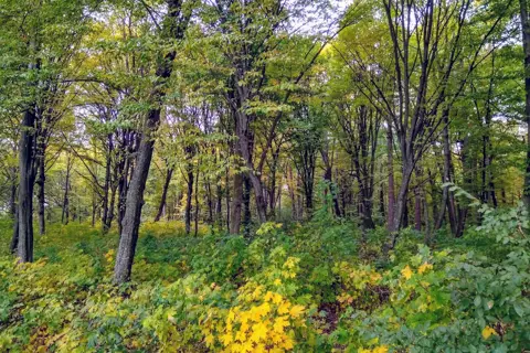Кривинський парк — фото 12