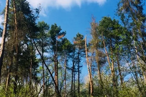 Киселівський дендрологічний парк «Гайдейка» — фото 2