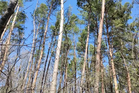 Киселівський дендрологічний парк «Гайдейка» — фото 4