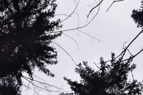 Киселівський дендрологічний парк «Гайдейка» — фото 7