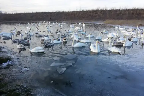 Чорторийський парк — фото 8
