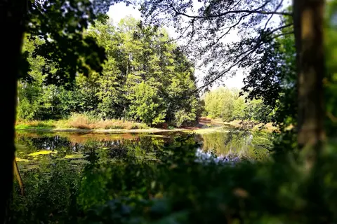 Стольненський парк — фото 2