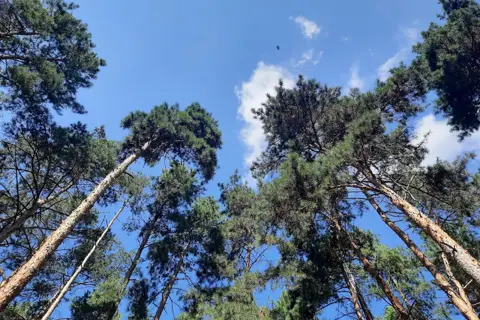 Лісова пісня — фото 4