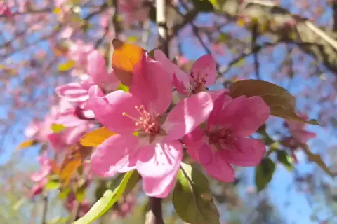 Глибоцький парк — фото 2