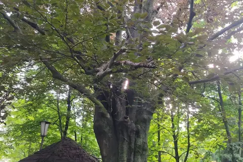 Глибоцький парк — фото 4